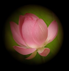 荷花仙子1