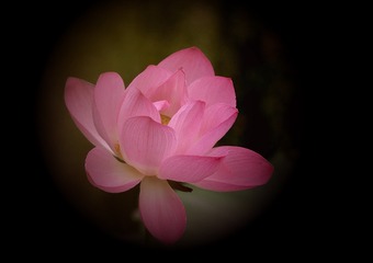 荷花最美