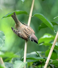 麻雀1