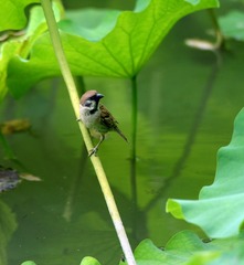 麻雀4