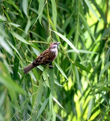 麻雀5