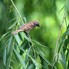麻雀6