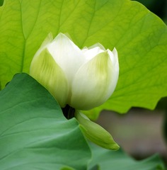 白荷