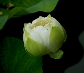 白荷1