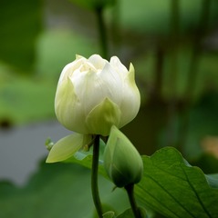 白荷3