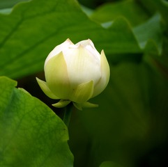 白荷8