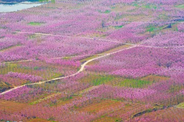 顺平桃花精彩