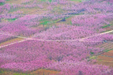 顺平桃花最美