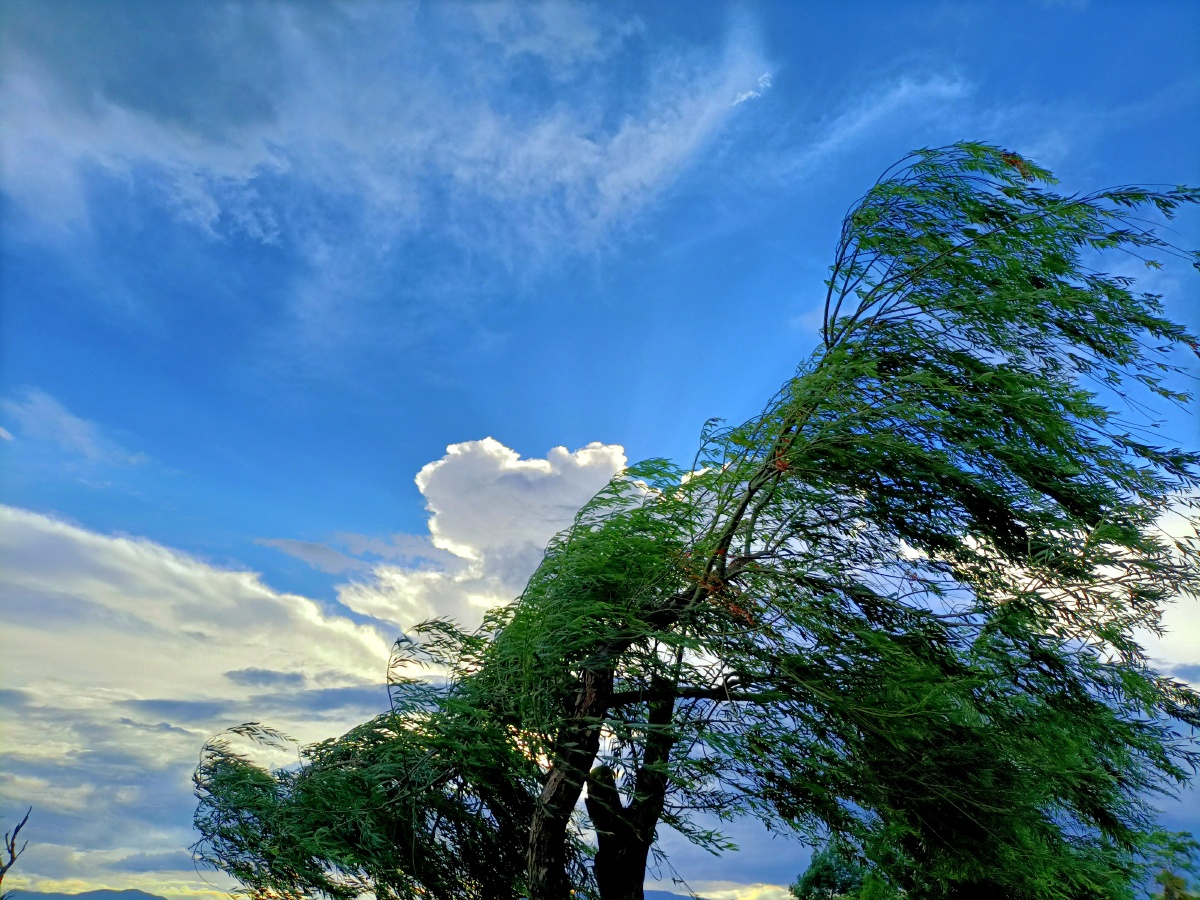 树欲静而风不止