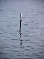 1000103071