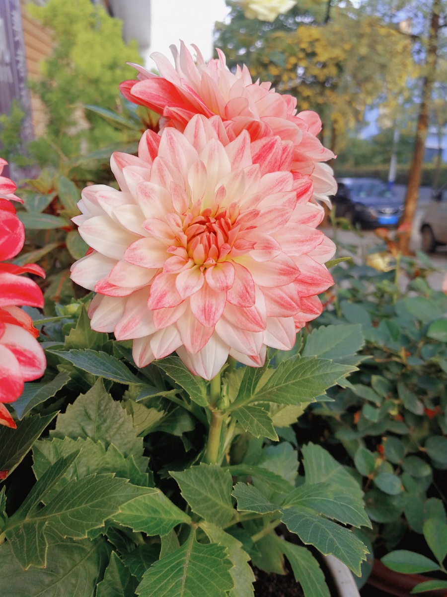 花美需要绿叶衬,盛开的东洋菊