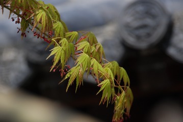 AB9527B3-C436-4712-A0D1-4060A14C2F03/L0/001