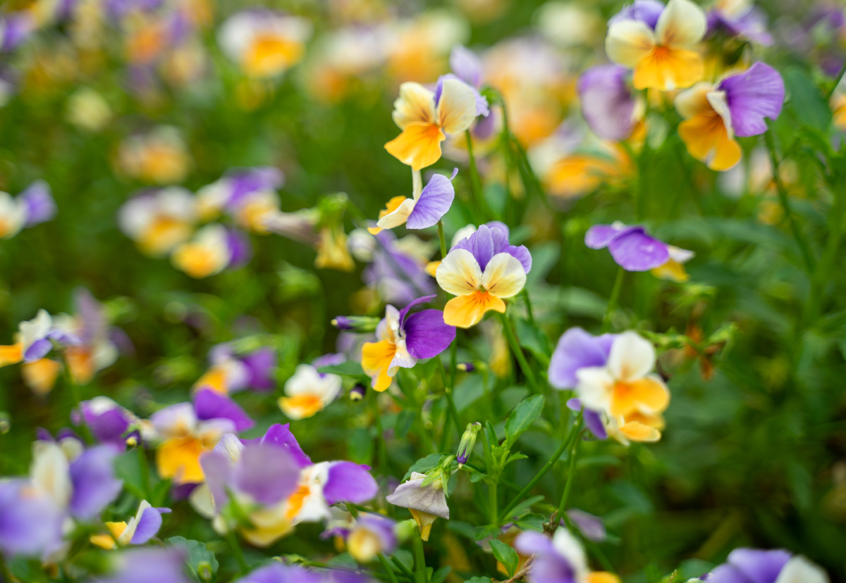 公园绿化带盛开的小花