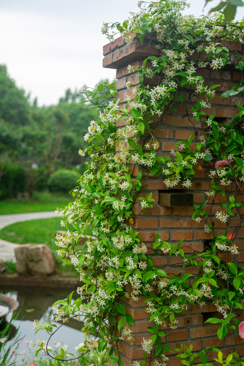 盛开的风车茉莉
