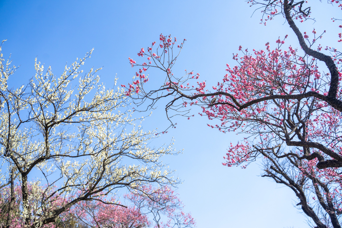 早春蓝天下盛开的梅花
