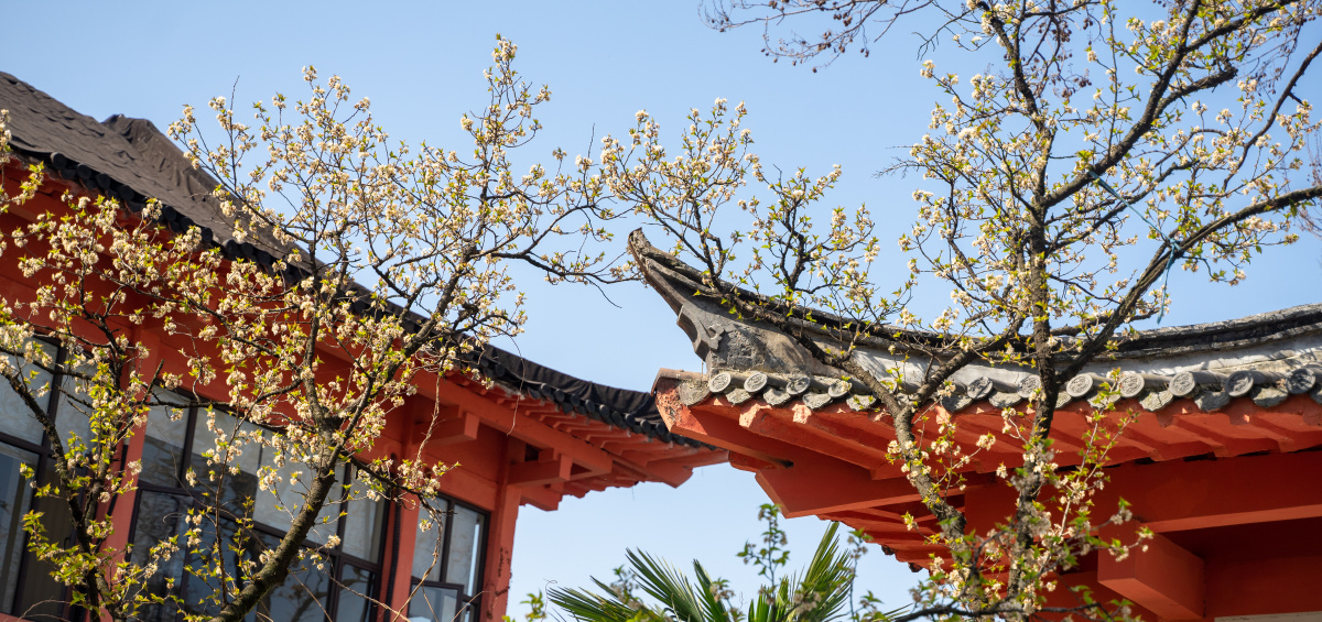 日本晚樱与樱花区别在哪