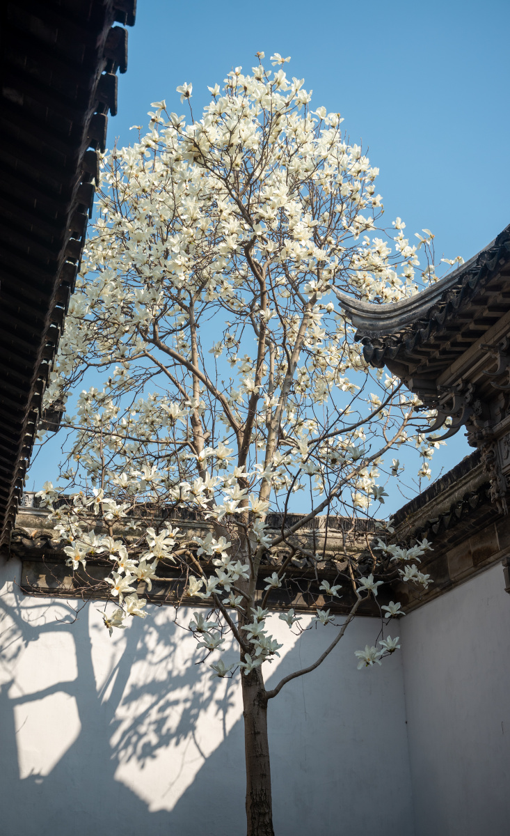 春天苏州园林玉兰花开 - 那一年的秋初 - 图虫