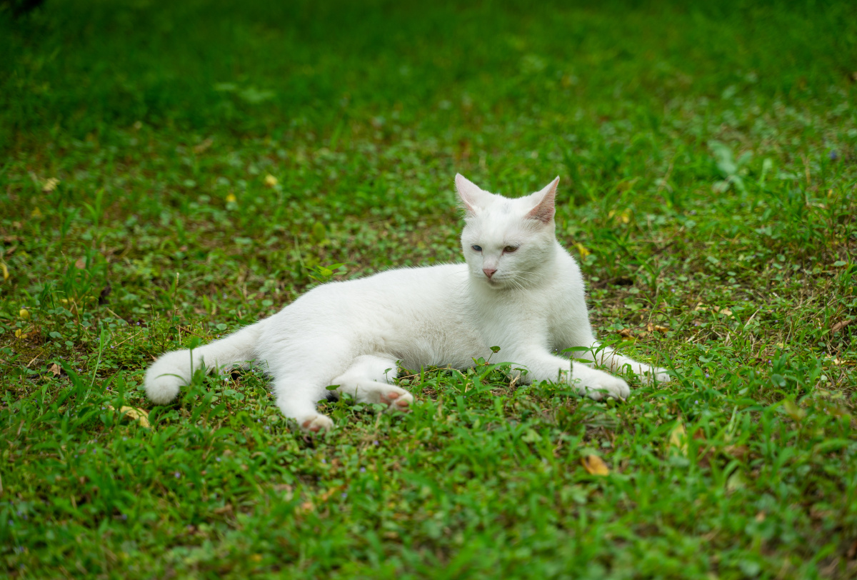 草坪上白色猫