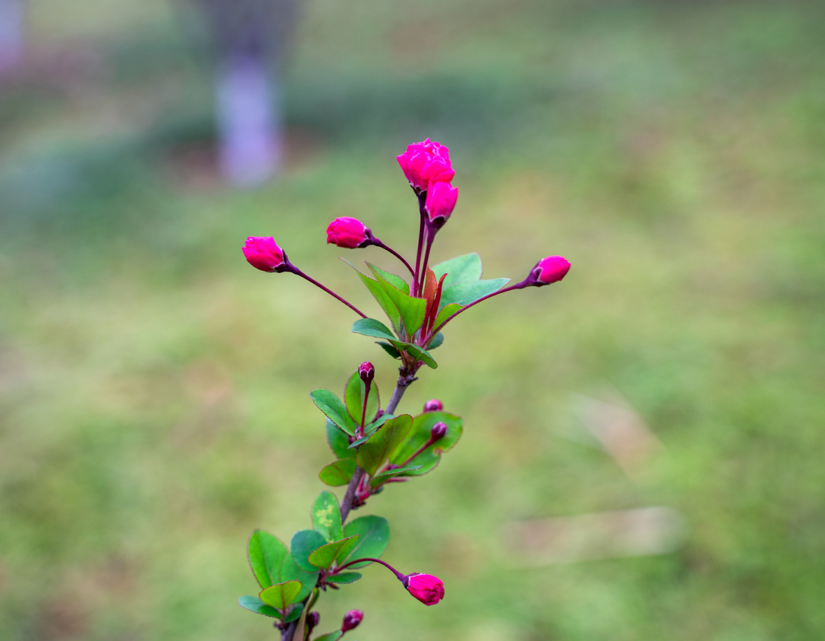 三月海棠花骨朵