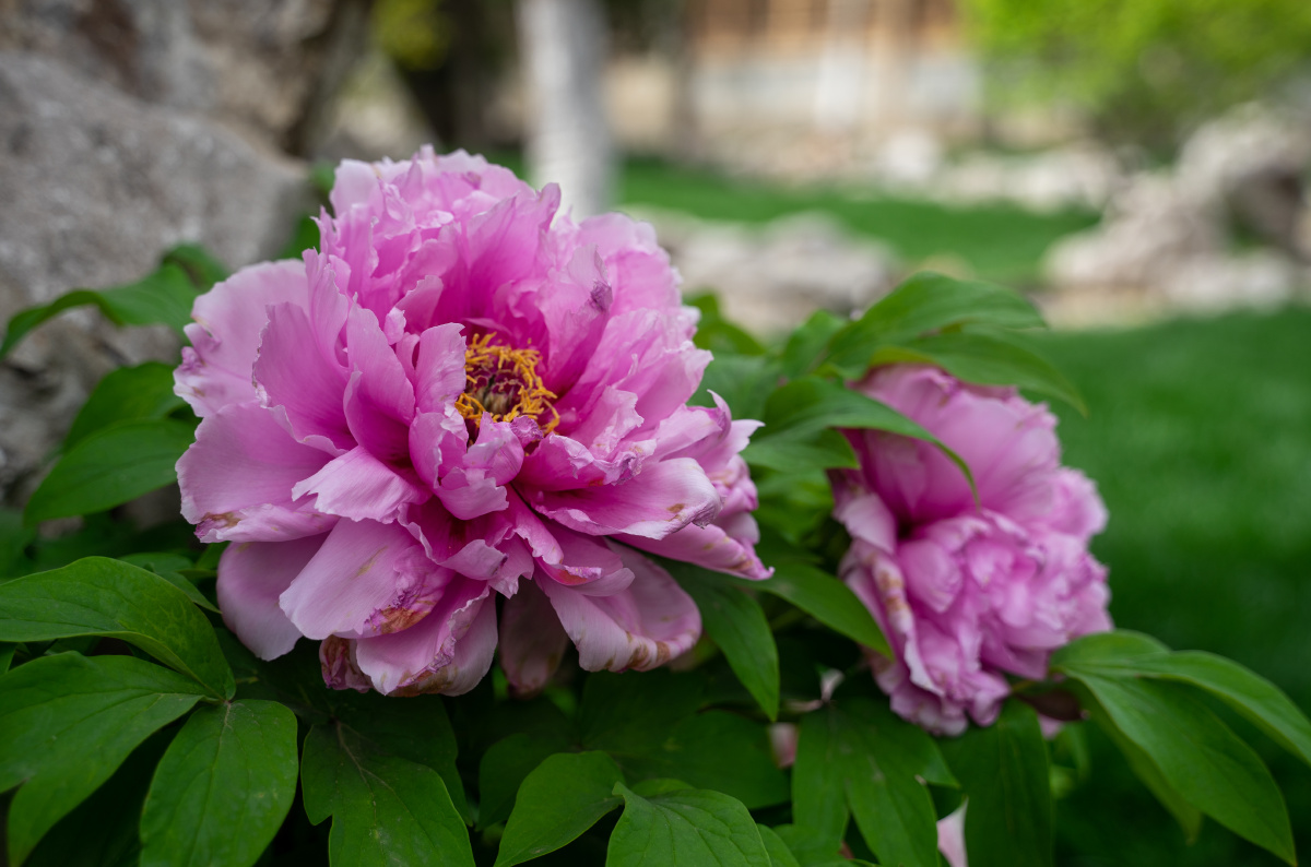 赏花花园绽放植物花瓣花的叶子牡丹花卉花花草草盛开春天还没有人打赏