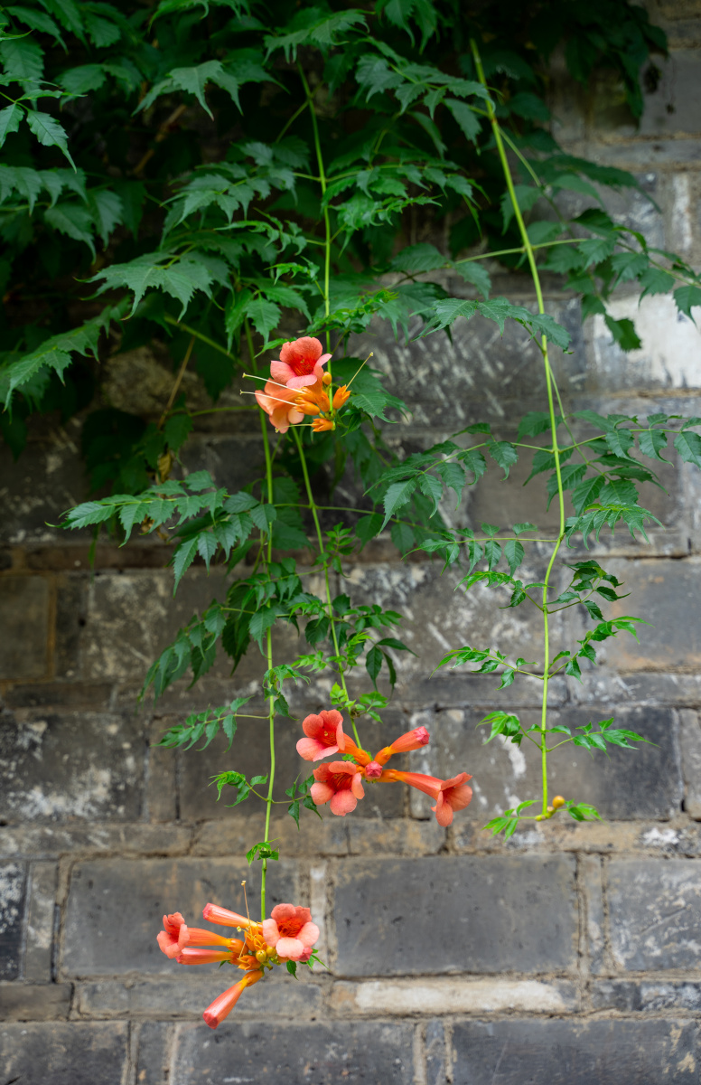 墙边盛开的凌霄花