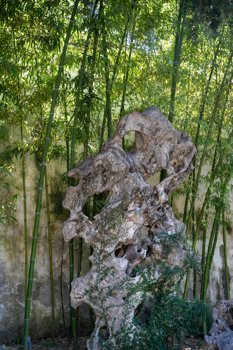 苏州园林的太湖石与绿竹