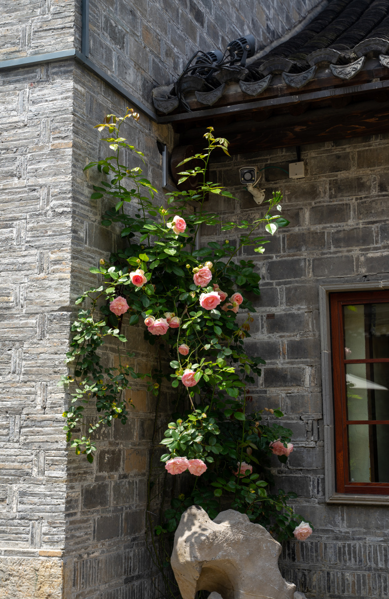 老街深巷月季花开