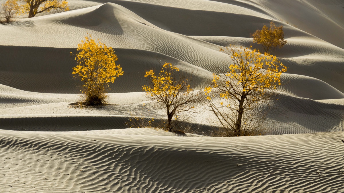 大漠沙如雪胡杨盘如松