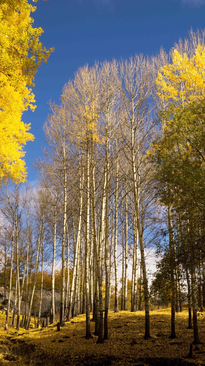白桦树的秋天