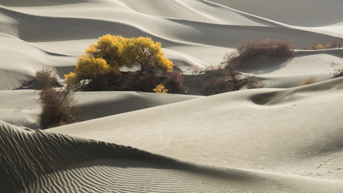 大漠沙如雪胡杨盘如松