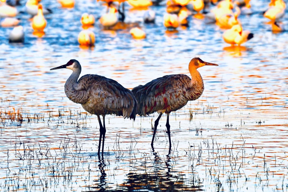 北美沙丘鹤sandhillcranes3天早起晚归的辛苦所得