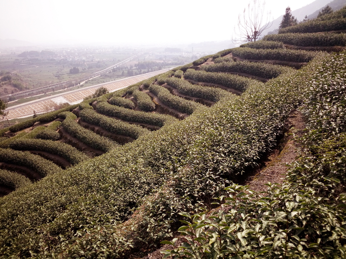 浙江丽水松阳大木山骑行茶园