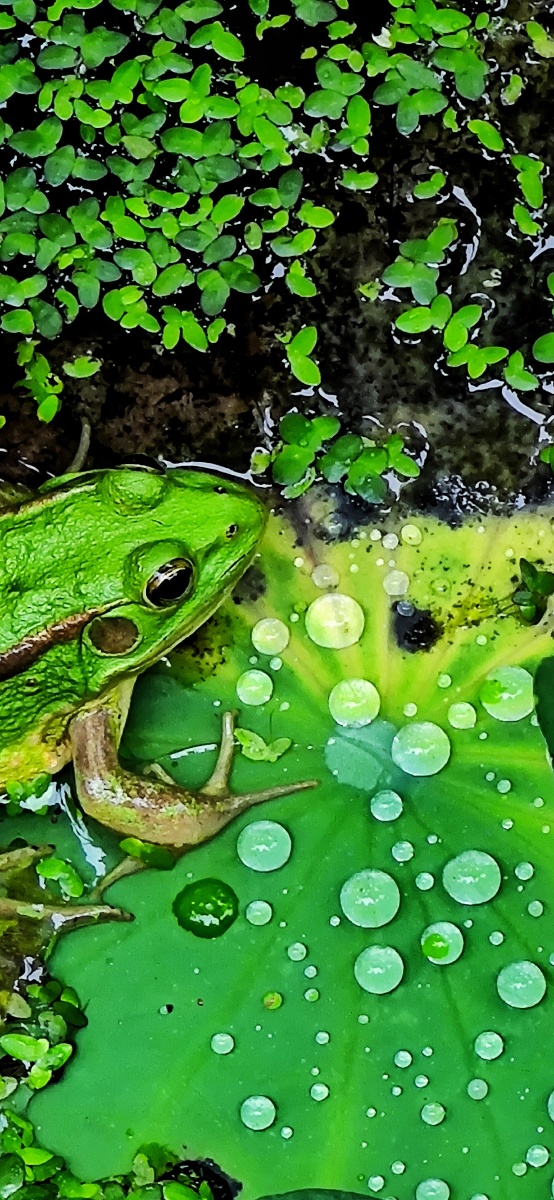 荷塘青蛙