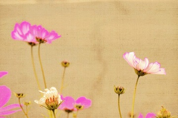 723E5E3E-139F-4808-A39D-8B2715FEE589/L0/001
