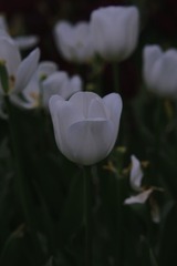 14FD5A8D-1C77-40E5-9AB2-B41452F52D93/L0/001