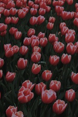 F8024117-05C5-48CB-B8F1-A268B8651FD3/L0/001