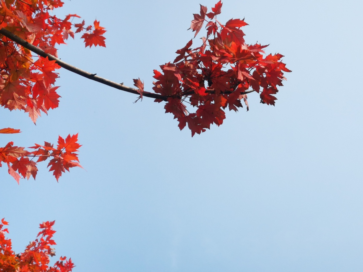 西安市未央区凤城九路道路俩旁枫叶红了