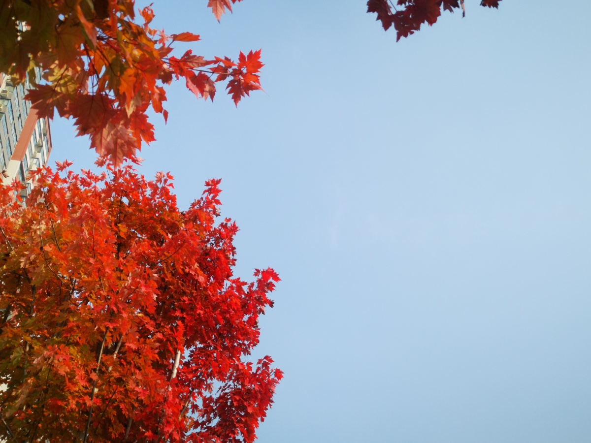 西安市未央区凤城九路道路俩旁枫叶红了