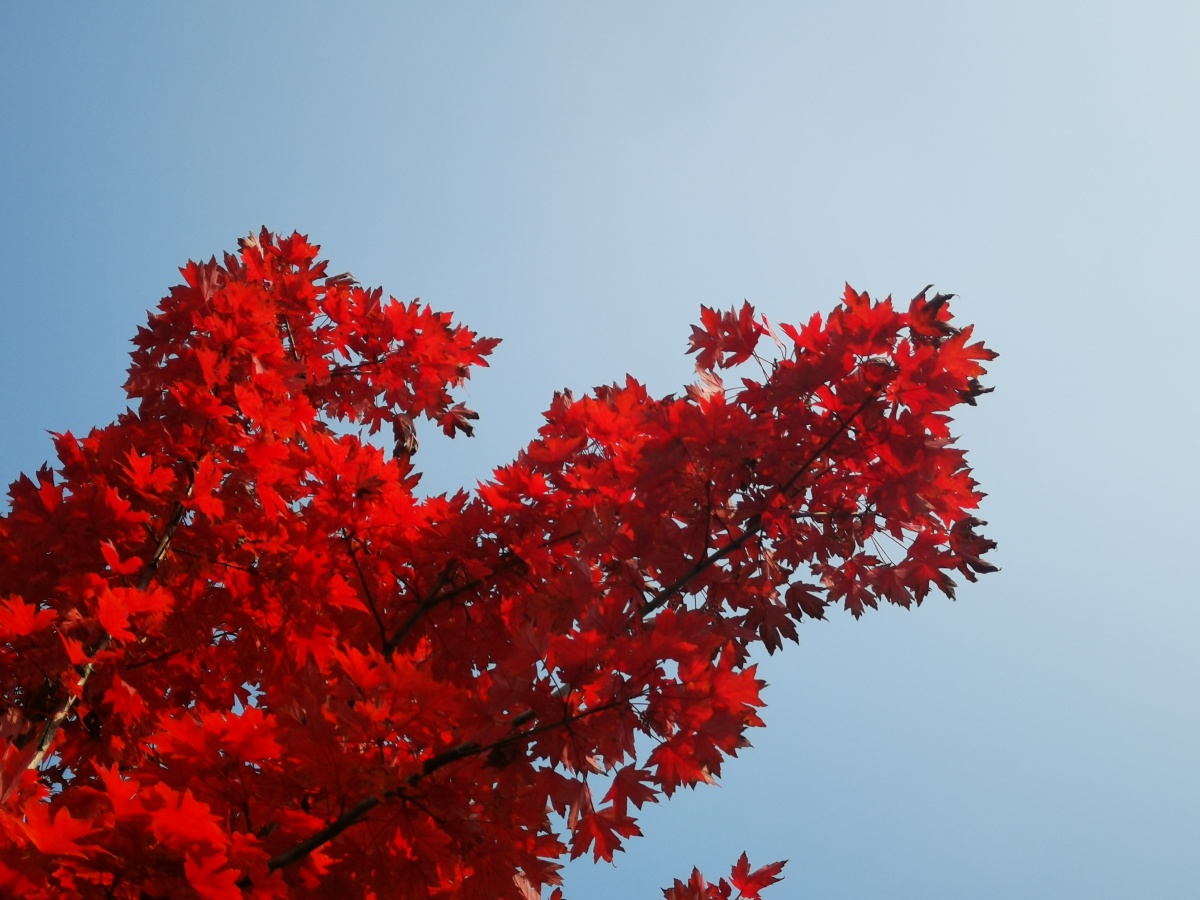 西安市未央区凤城九路道路俩旁枫叶红了