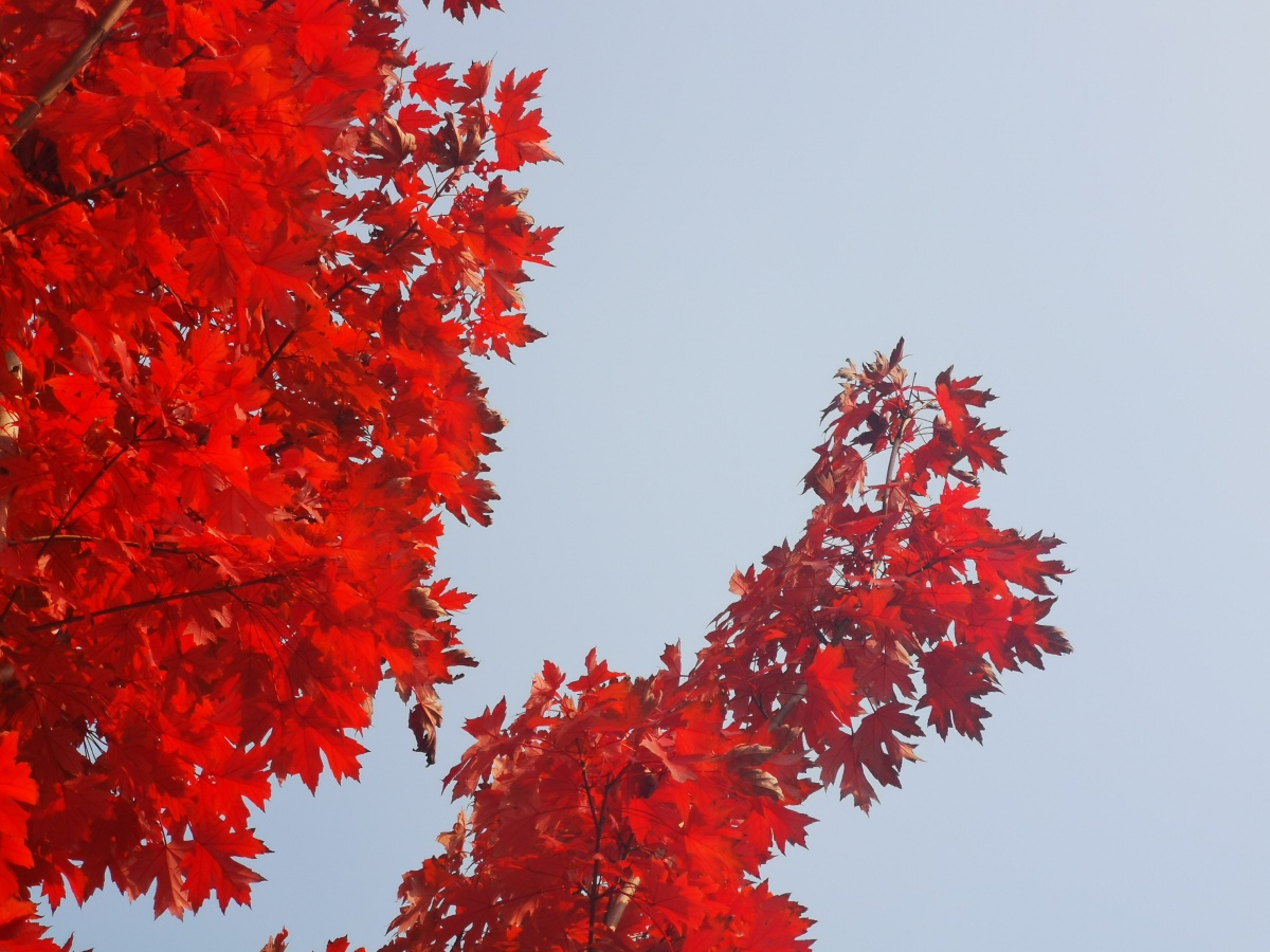 西安市未央区凤城九路道路俩旁枫叶红了
