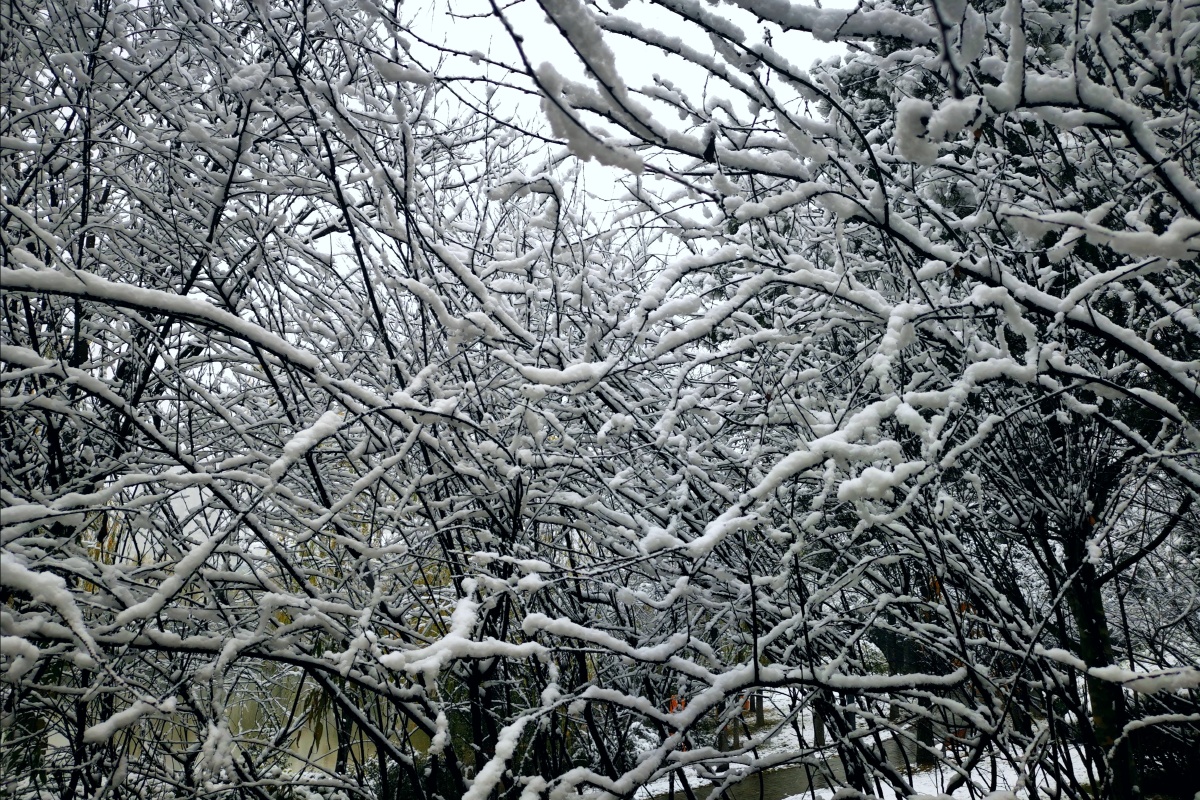 长安雪花飘飘银装素裹