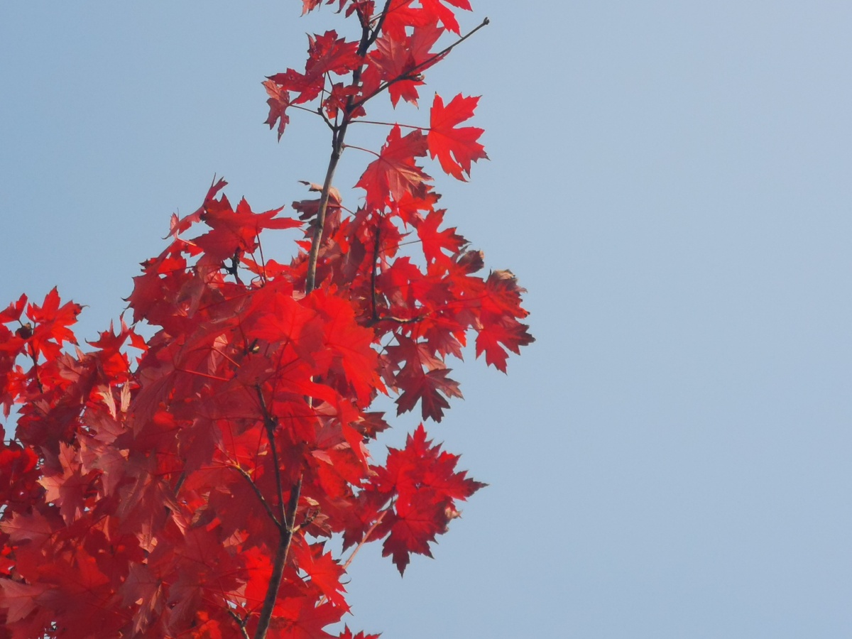 西安市未央区凤城九路道路俩旁枫叶红了