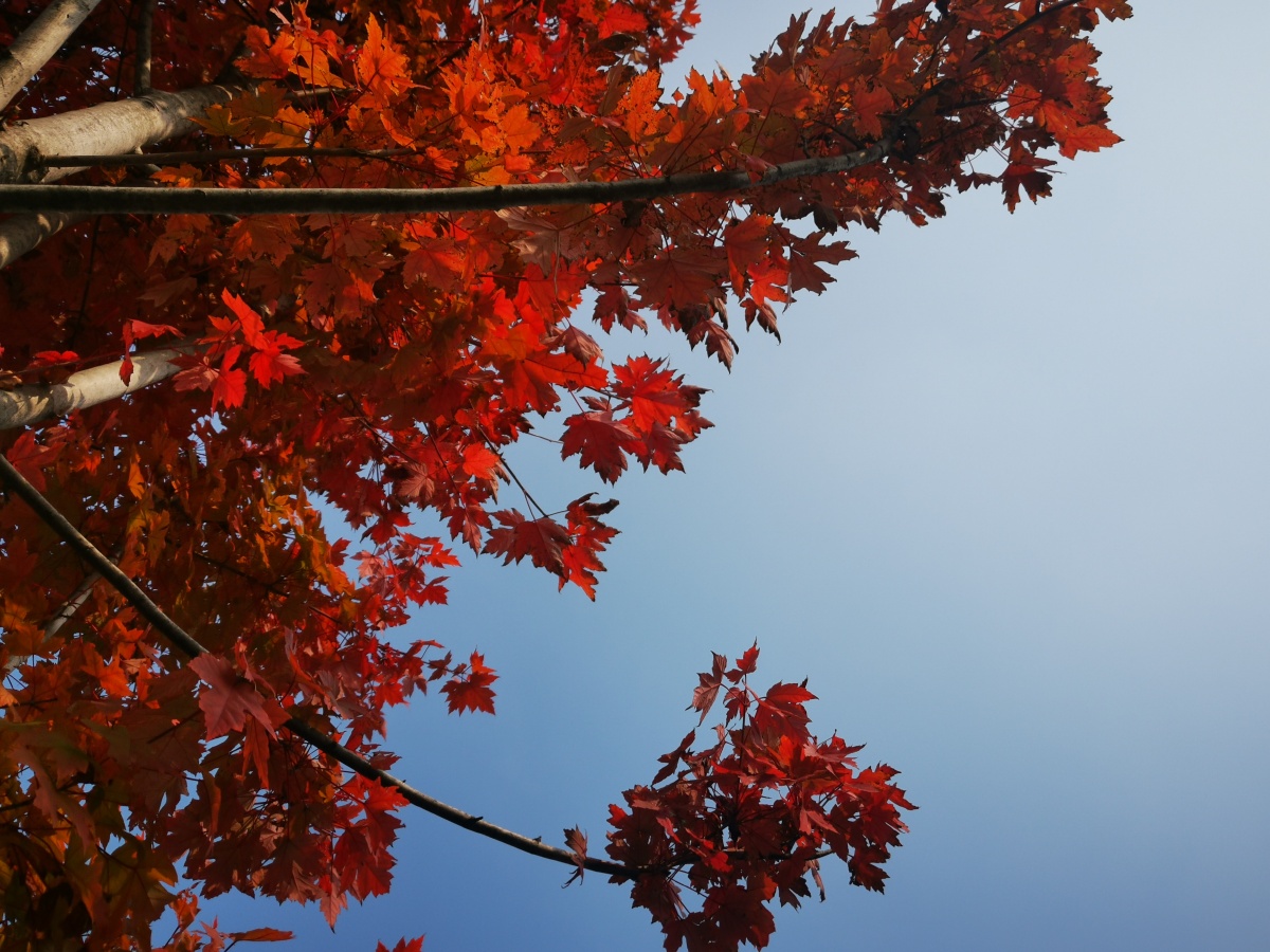 西安市未央区凤城九路道路俩旁枫叶红了