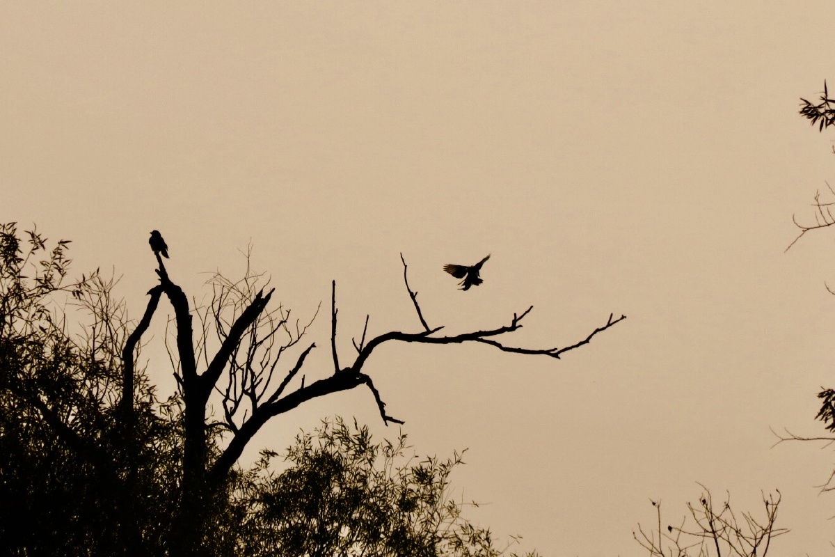 傍晚的鸟中国新画意摄影