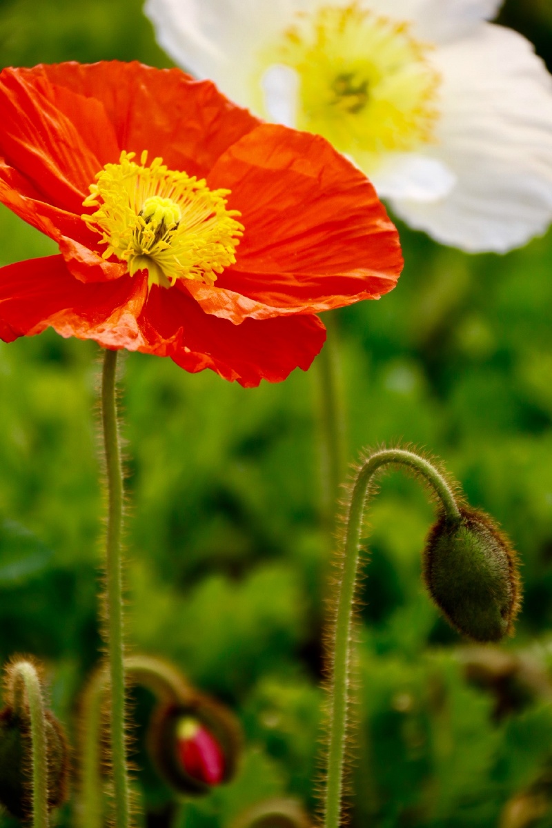 corn poppy flower