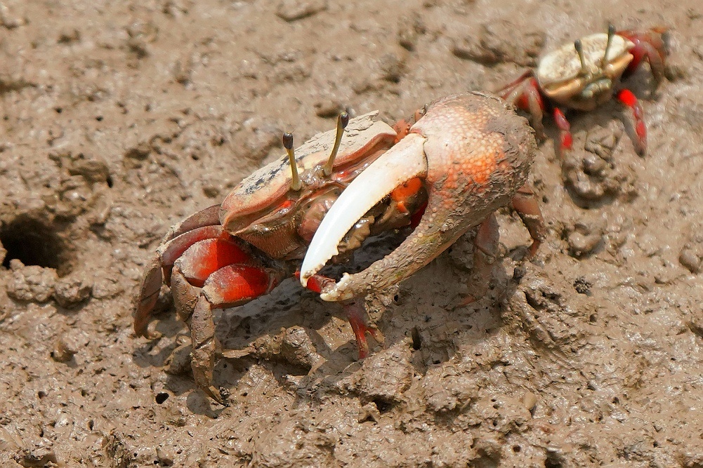 闽江口湿地公园招潮蟹