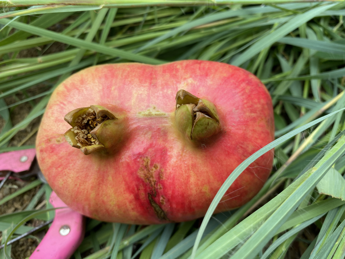 双胞胎连体石榴