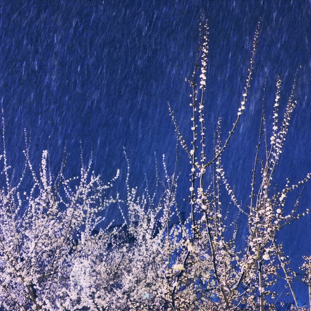 月色与雪色之间你是第三种绝色