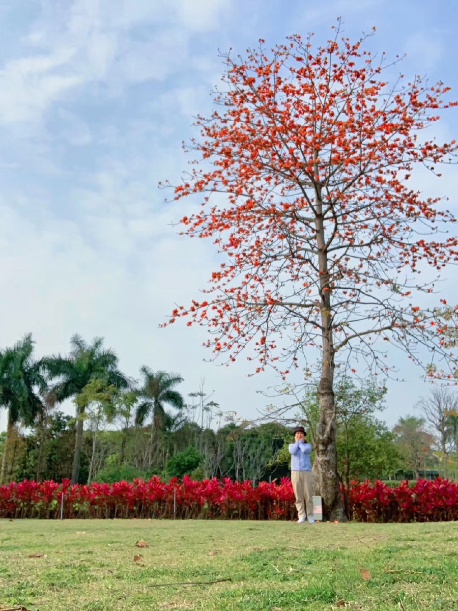 木棉花又叫英雄花,每年2月如期绽放,给城市增添了一份春的大礼,人们为