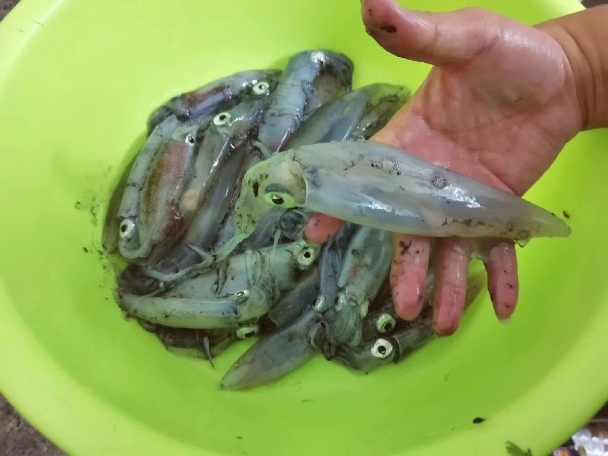 趁着夜色出海钓吹筒不用鱼饵下钩就起真是太痛快了